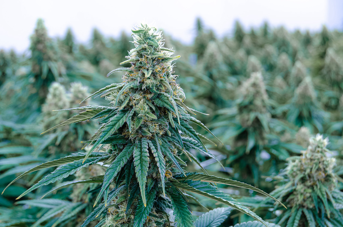 Best Marijuana for Pain Relief