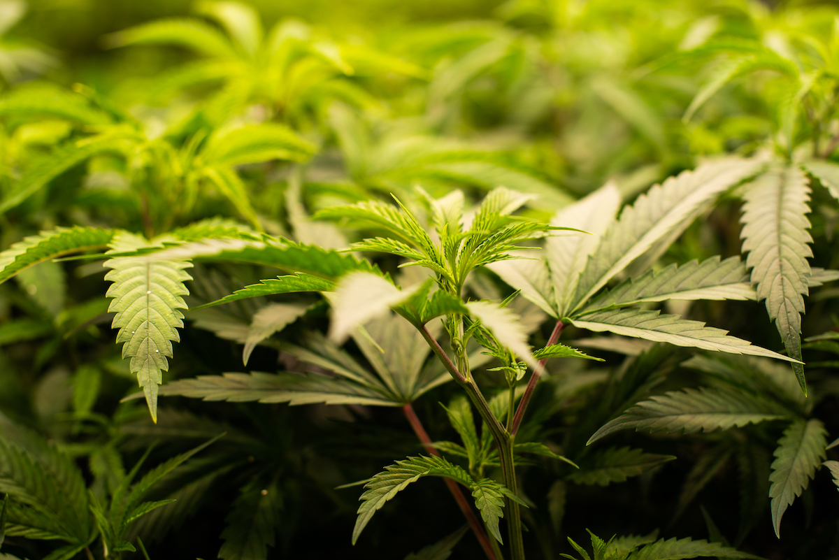 Clones in Cannabis Cultivation