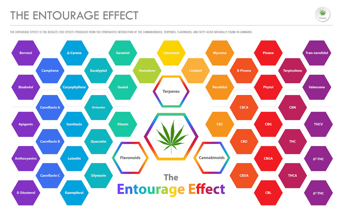 How Does the Entourage Effect Work?