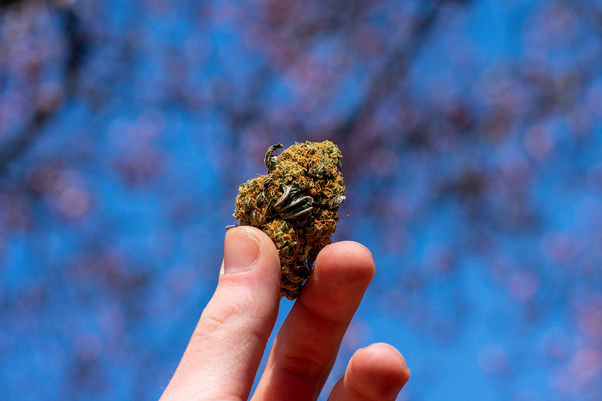 The Truth About 420