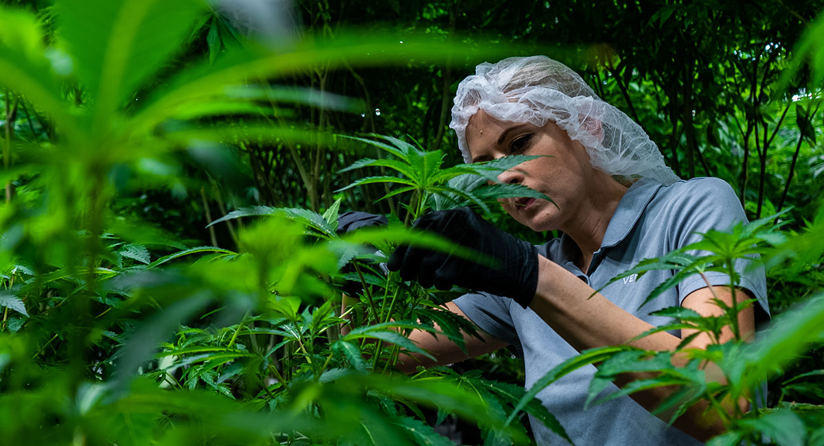 Studying Cannabis for Seizures