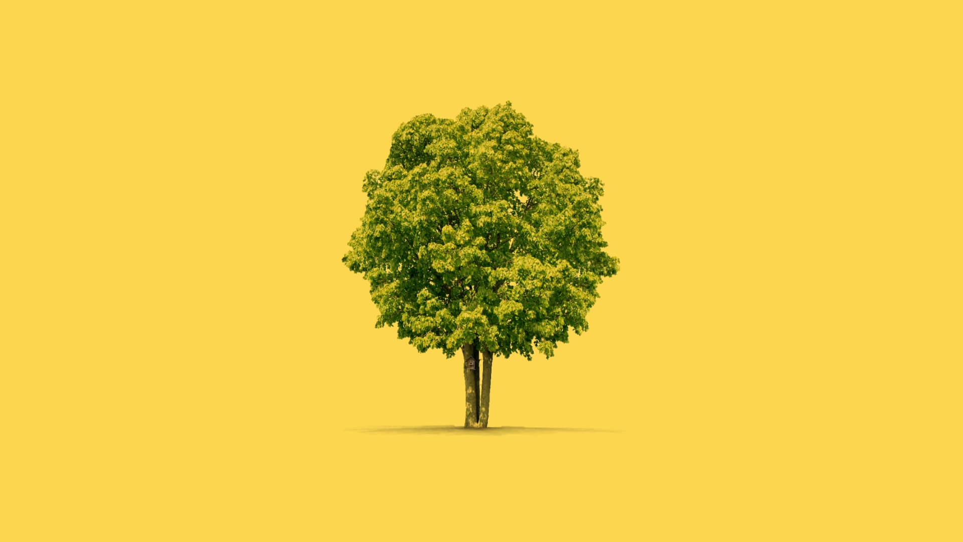 A tree with a birdhouse emblazoned on a yellow background