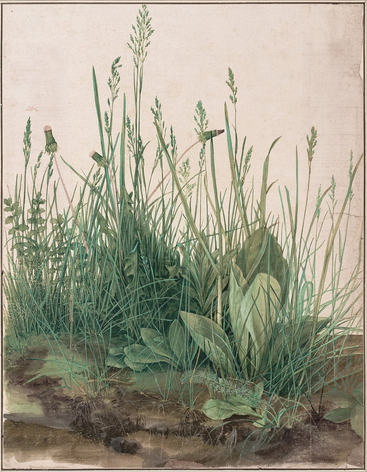 Albrecht Dürer - The Large Piece of Turf (Das große Rasenstück), 1503.One of the first known photorealist depictions of a plant community