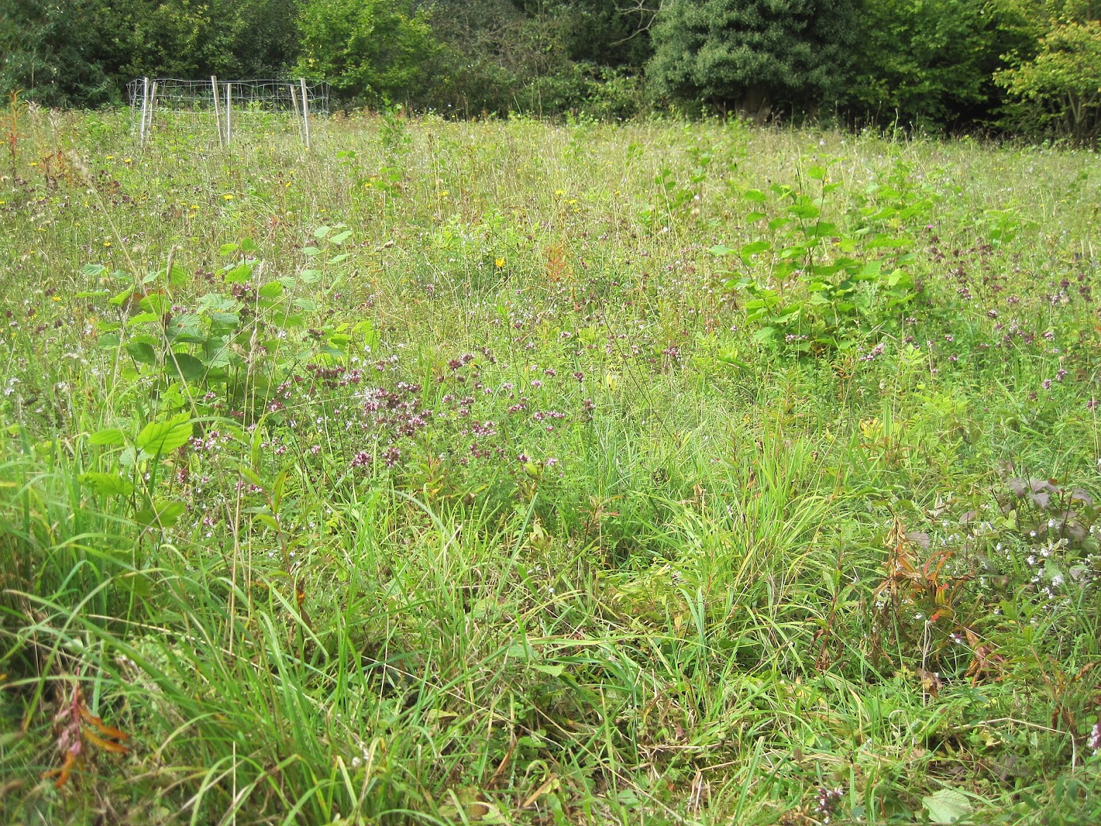 Downe Bank, Darwin’s original tangled bank.