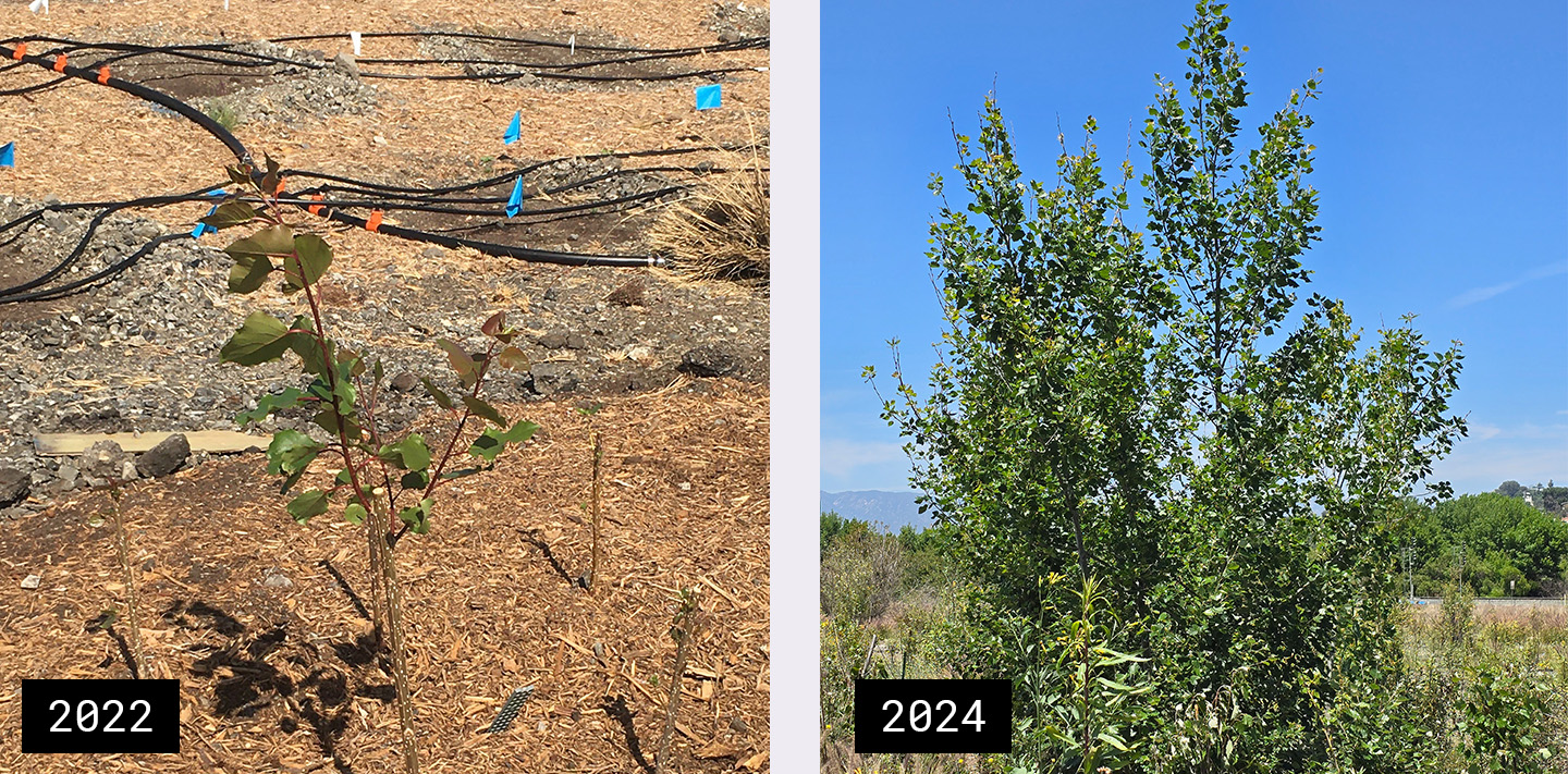 Progress of growth at the Taylor Yard Restoration Site Planting 