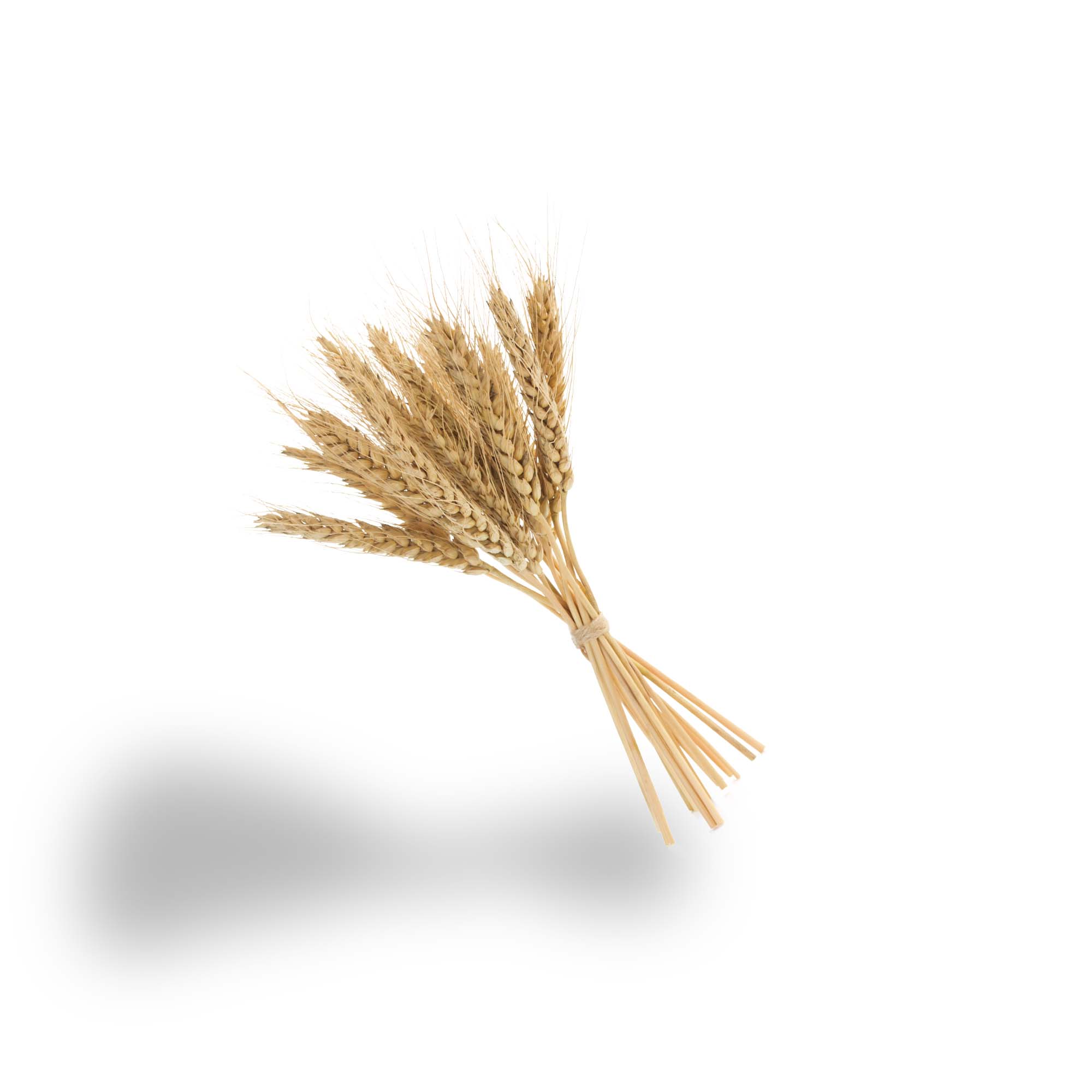 Wheat