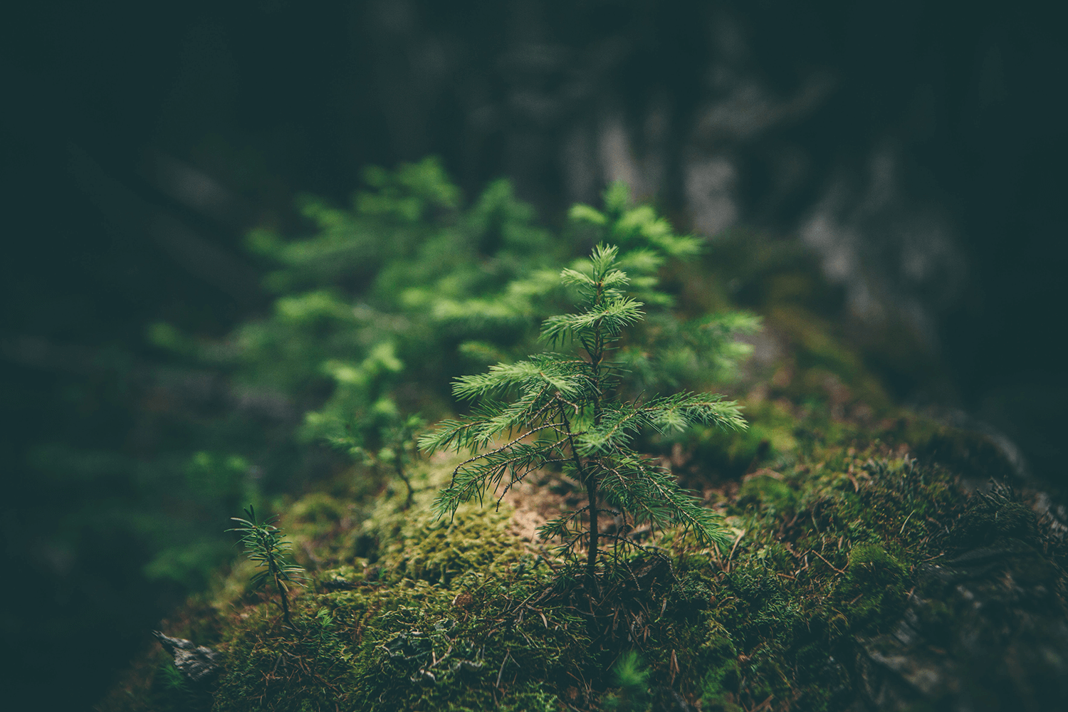 Doing Our Bit: Startle's Pledge to the Planet