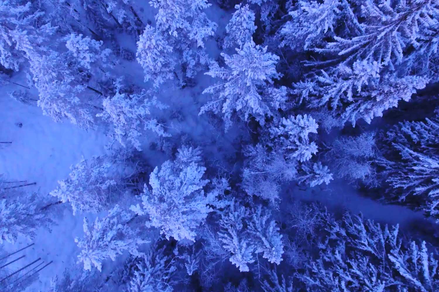 Christmas Tree Startup CowShed Startup