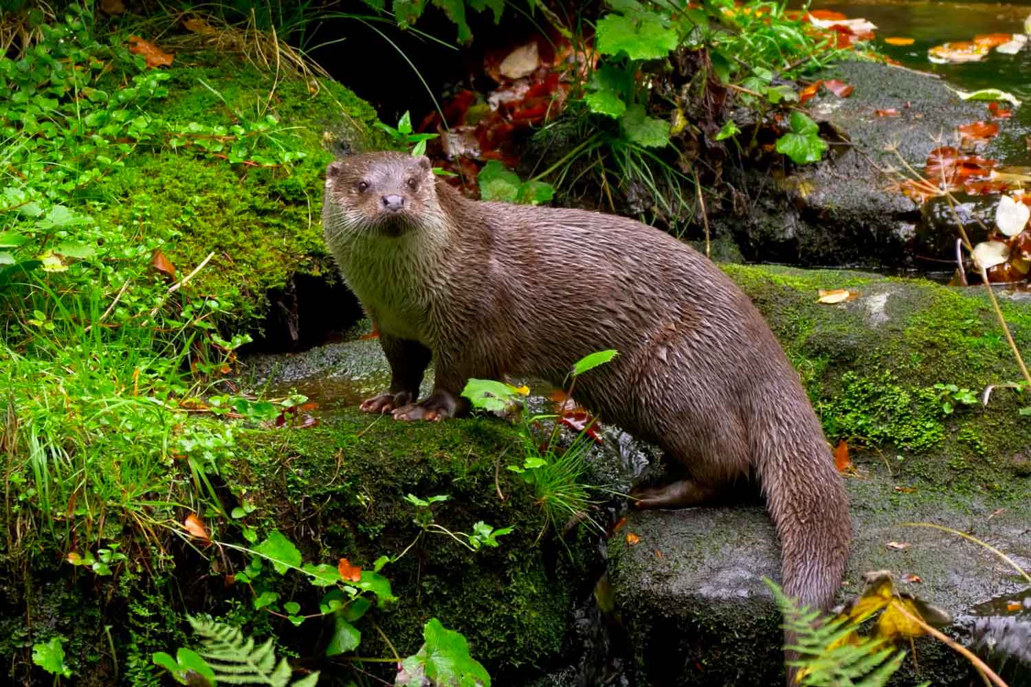 Ferret AI from Apple revolutionary multimodal AI technology CowShed Startup