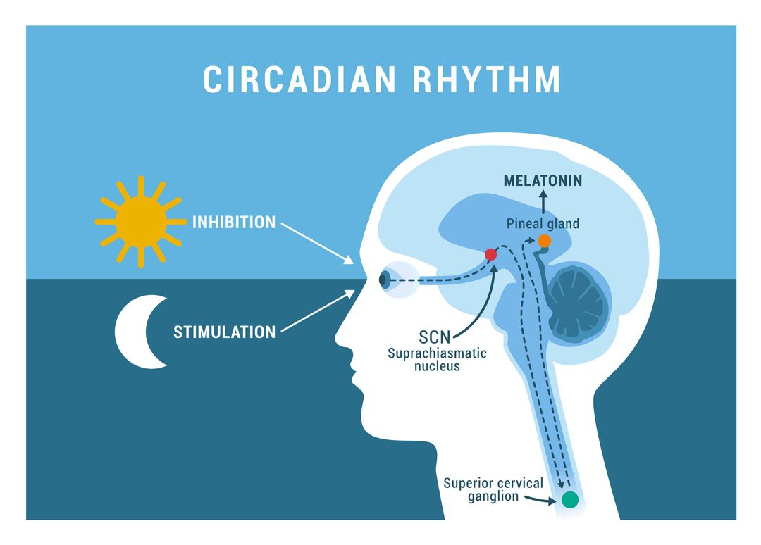 Disruption of the circadian rhythm and its possible contribution to