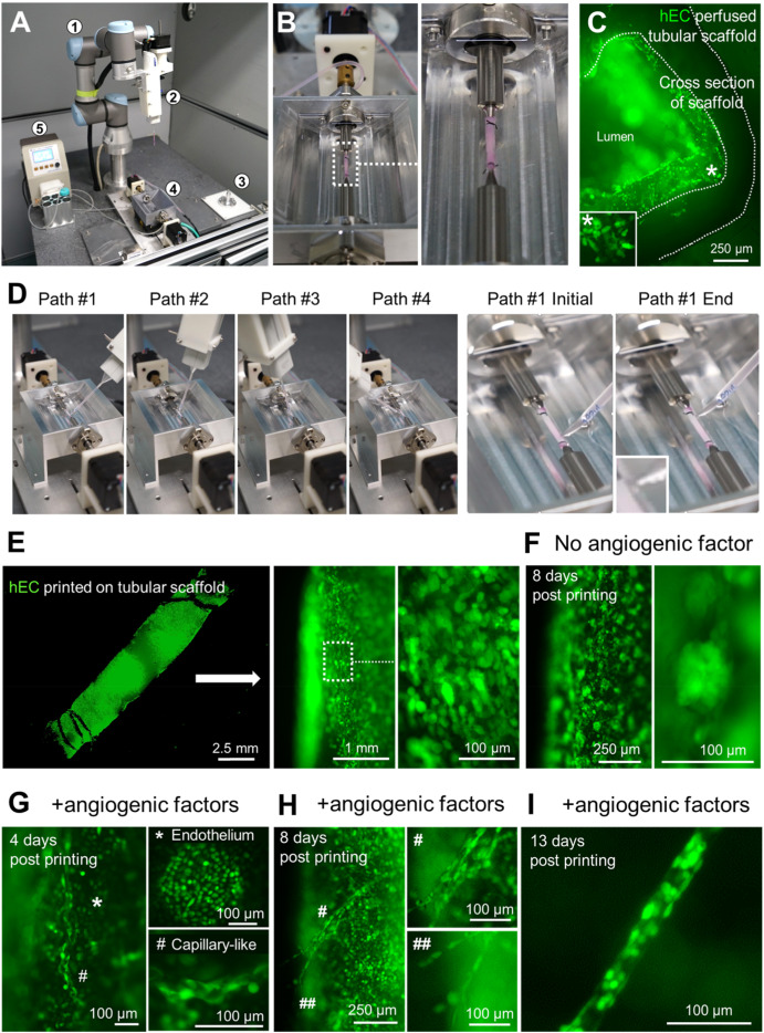 The 3D printed artificial blood vessel is capable of angiogenesis and vasculogenesis. Image via Bioactive Materials.