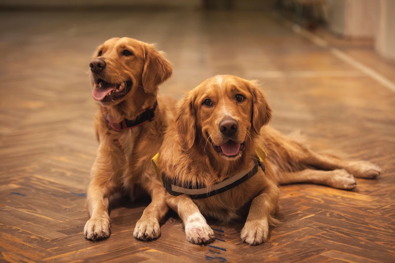 6 Dog Daycare Services in Fursure Blog