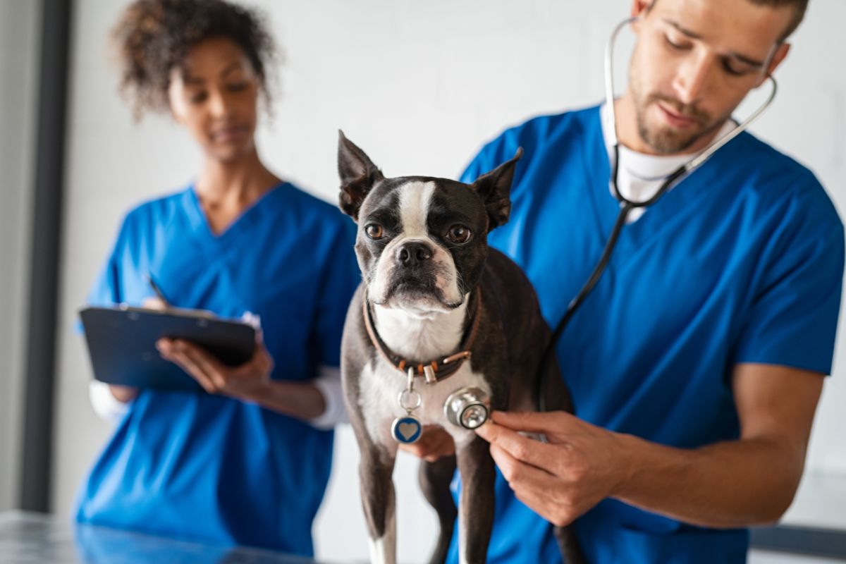 How Much Do Dog XRays Cost? Fursure Blog