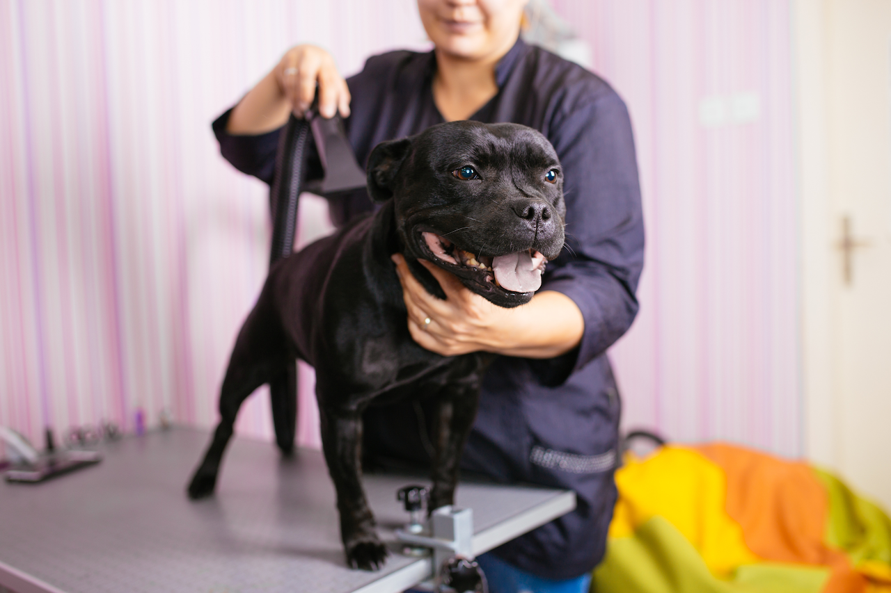 10 Best Dog Groomers in Austin Fursure Blog