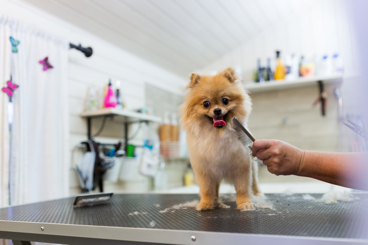 10 Best Dog Groomers in Austin Fursure Blog