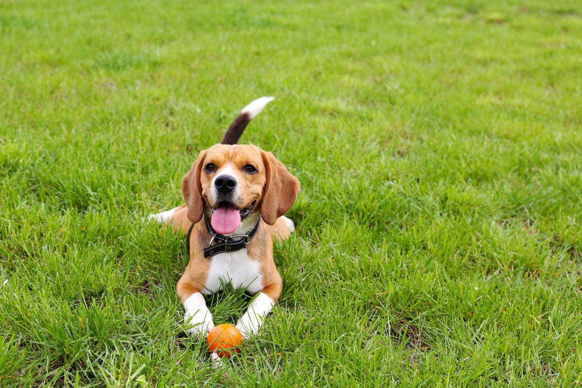 10 Best Dog Parks in Dallas Fursure Blog
