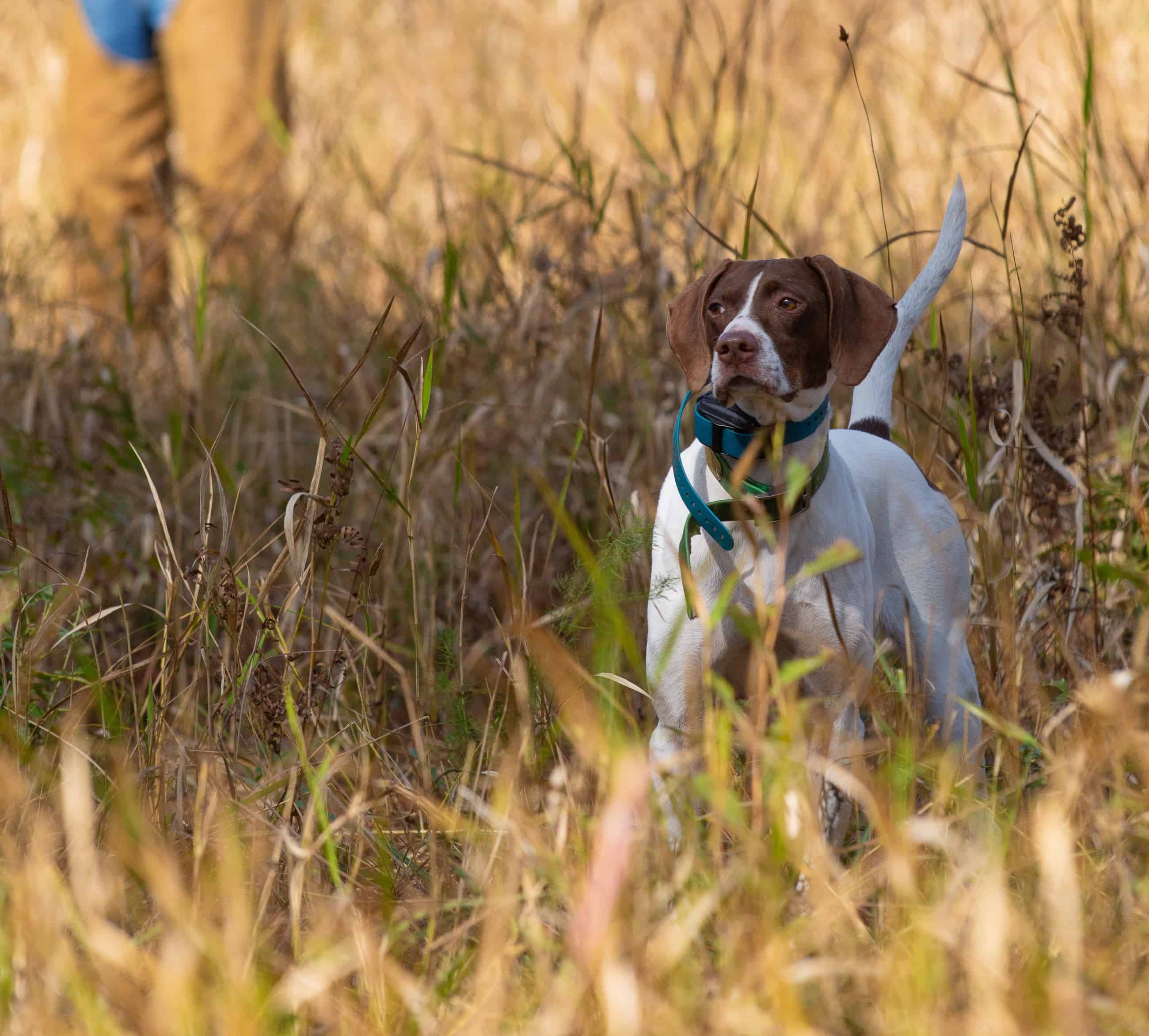 Gilchrist Club Trenton, FL Hunting