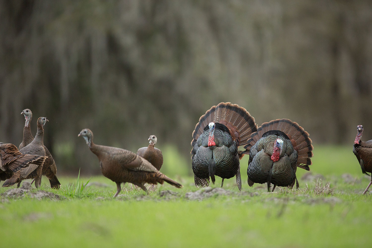 Gilchrist Club Trenton, FL Hunting