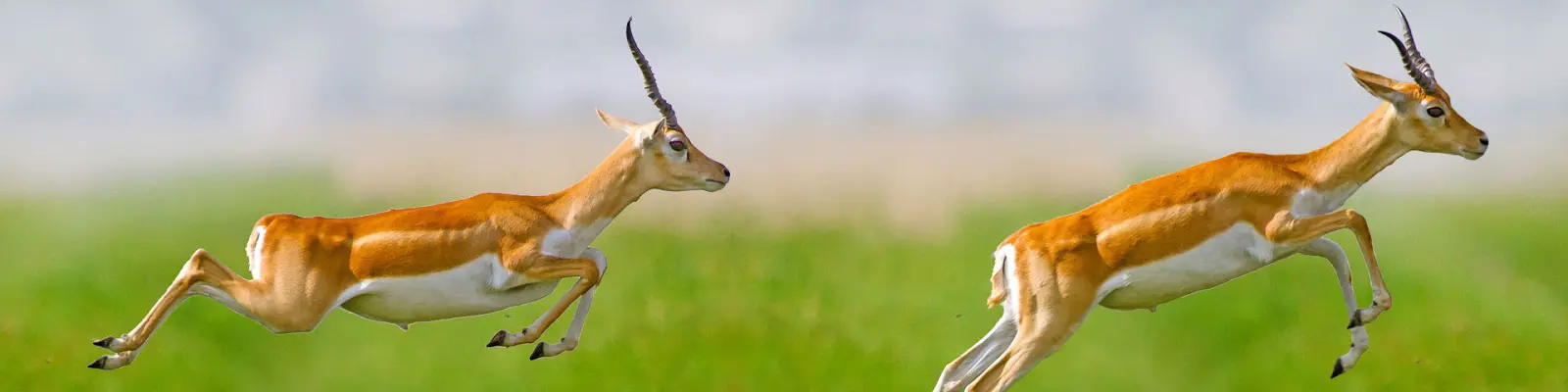 Voor het derde jaar op rij een FD Gazelle in de zak