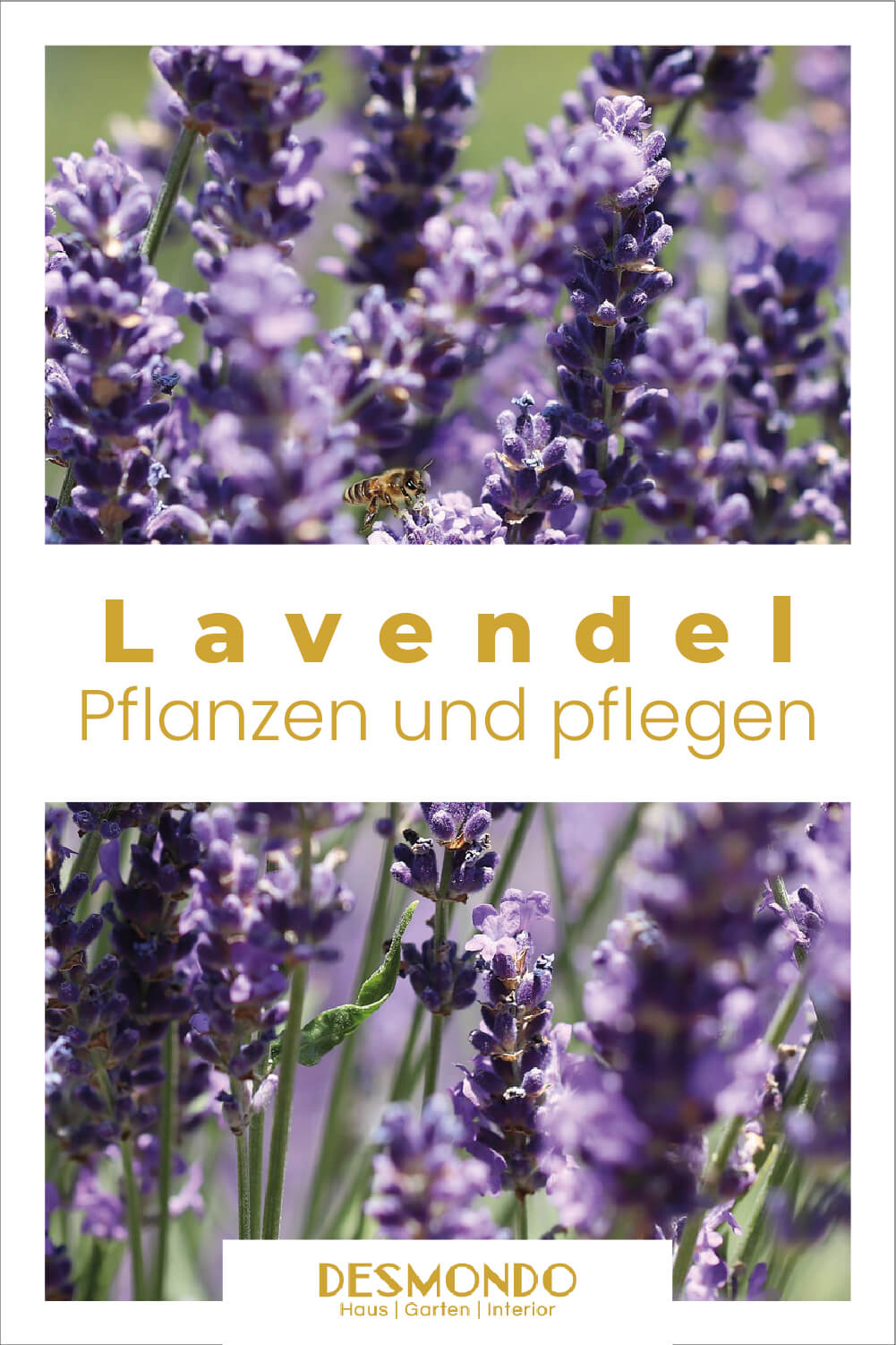 Lavendel pflanzen und pflegen