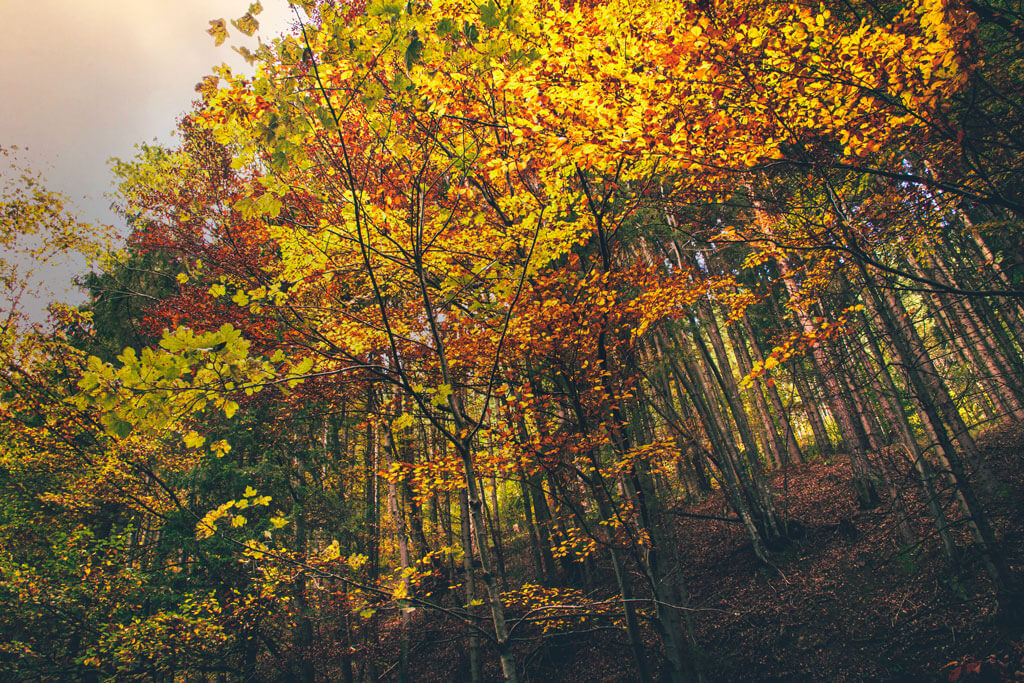 why-do-leaves-change-colour-in-autumn-al-topping-photos-film