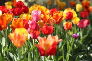 The decision to purchase your prepaid funeral now or later completely depends on your current financial circumstances.