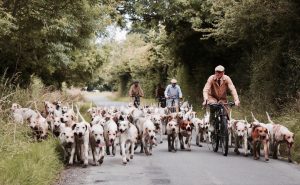 $5,500 can buy you 11 rescue dogs companions.