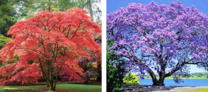 A Japanese maple tree and a jacaranda tree make beautiful memorial trees.