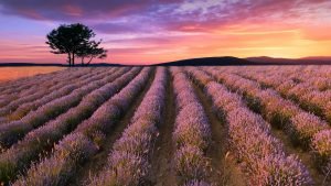 The Complete Guide to Planning a Cremation