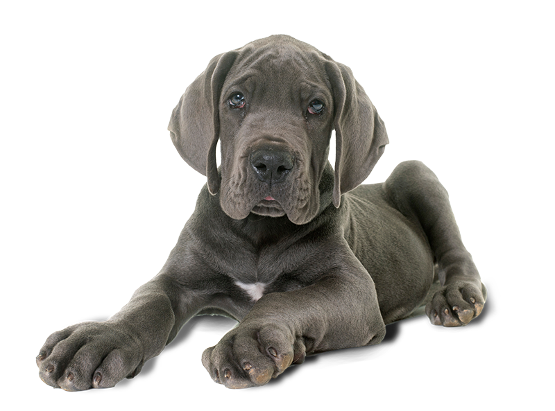 Gradi Dog Furst Steps Certified Professional Dog Trainers