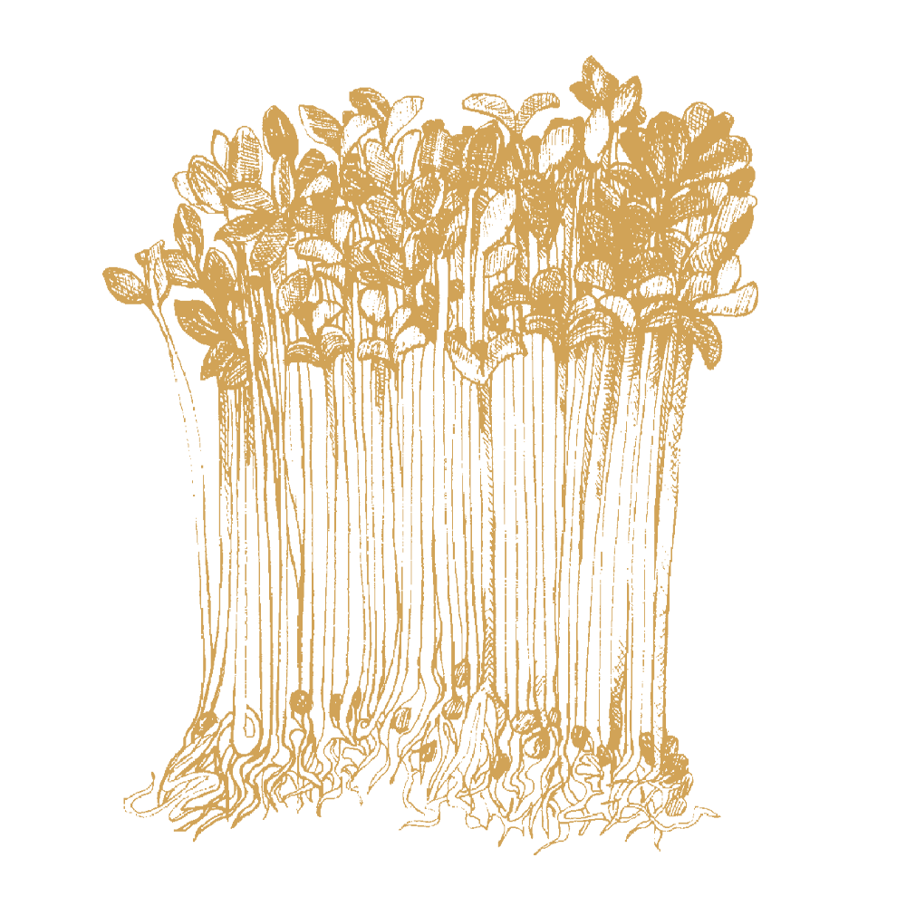 Alfalfa Sprouts