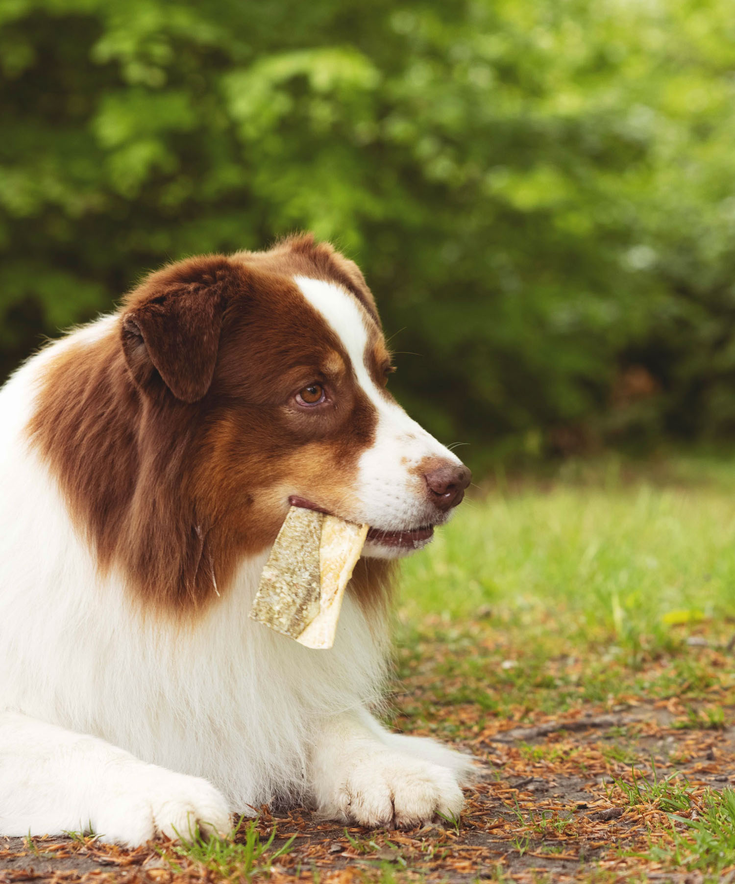 Dog chewing on treat