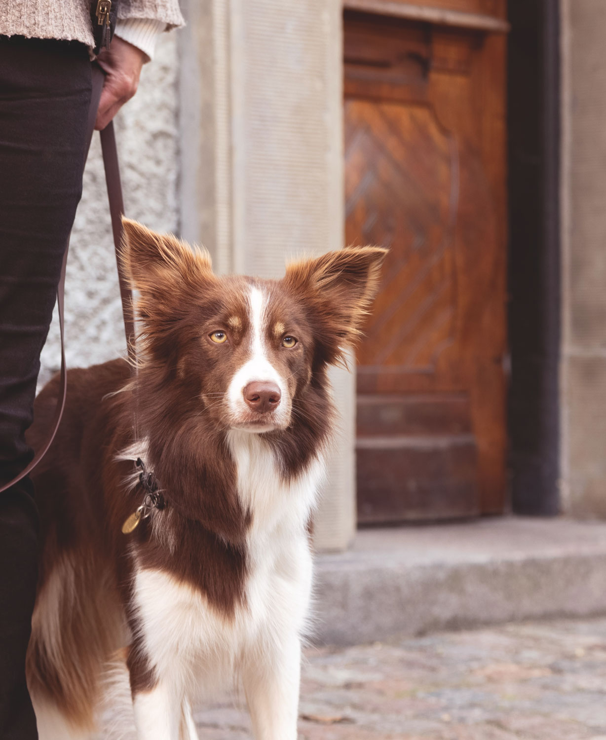 A dog in the city