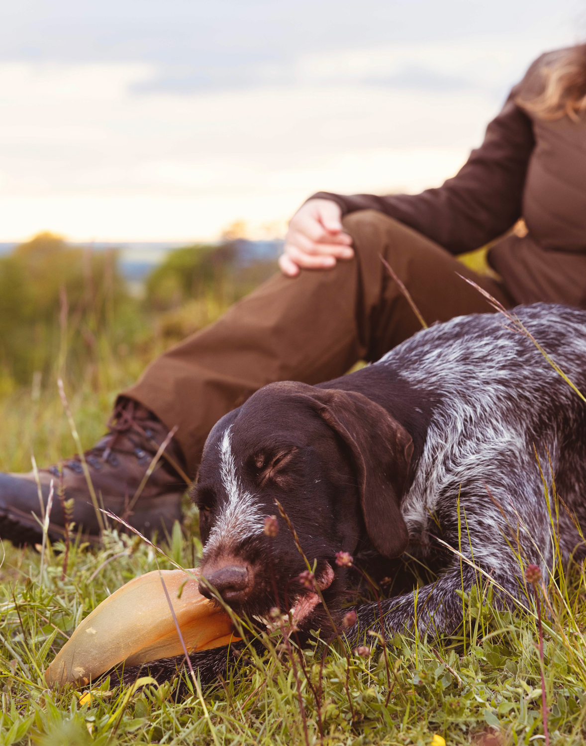 Dog chewing on treat