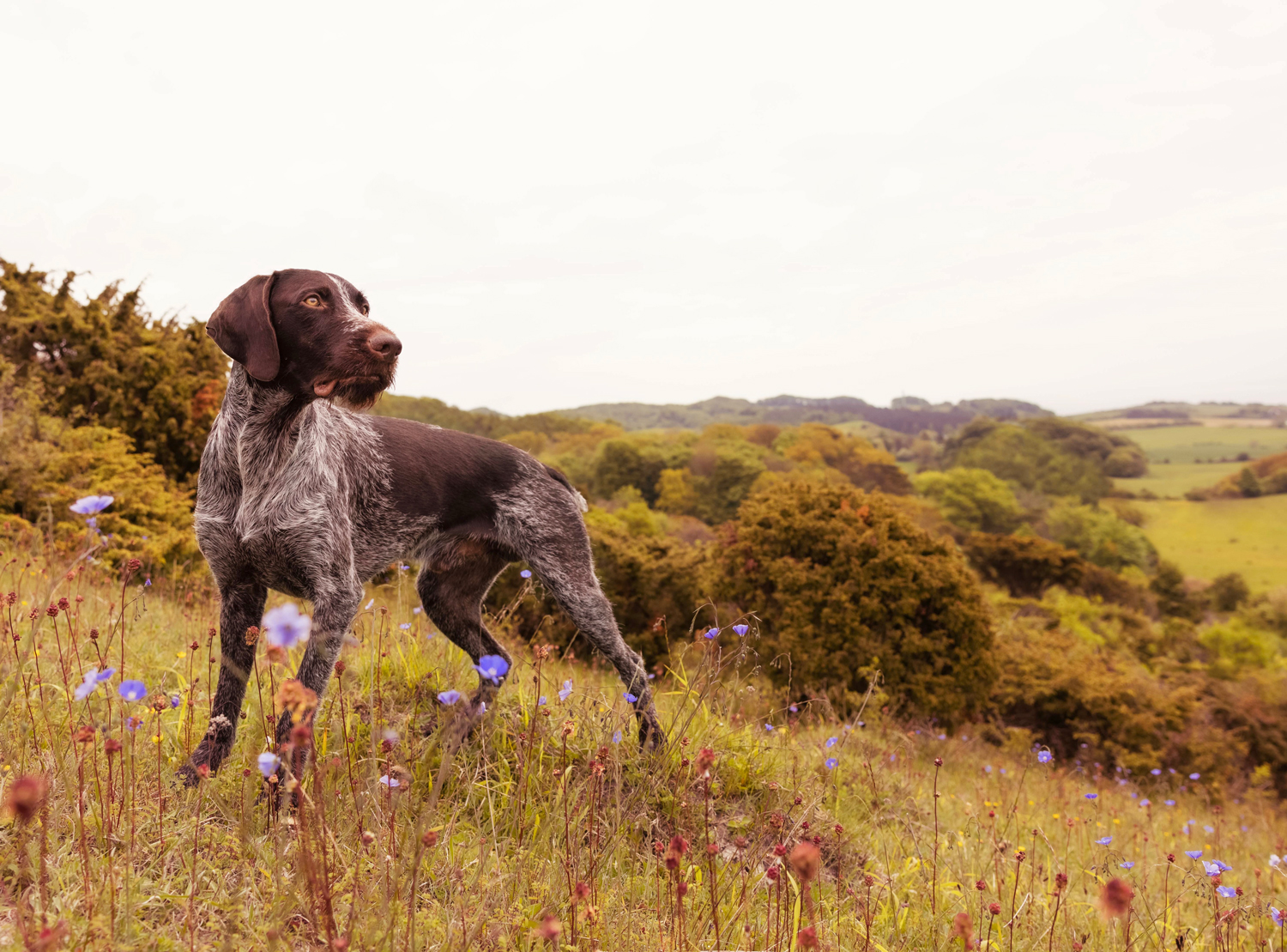 Dog standing on a field