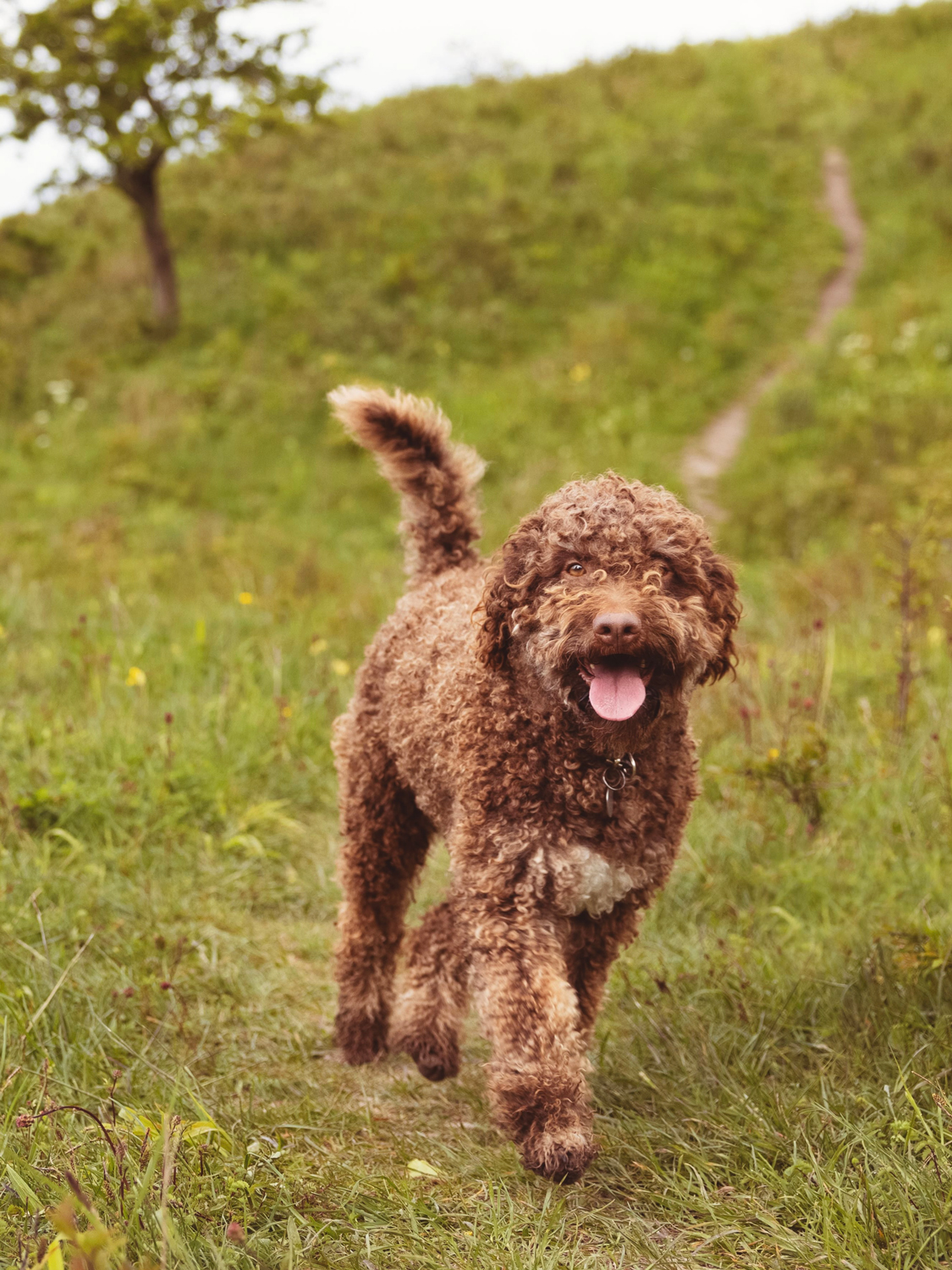 Dog running down a green field