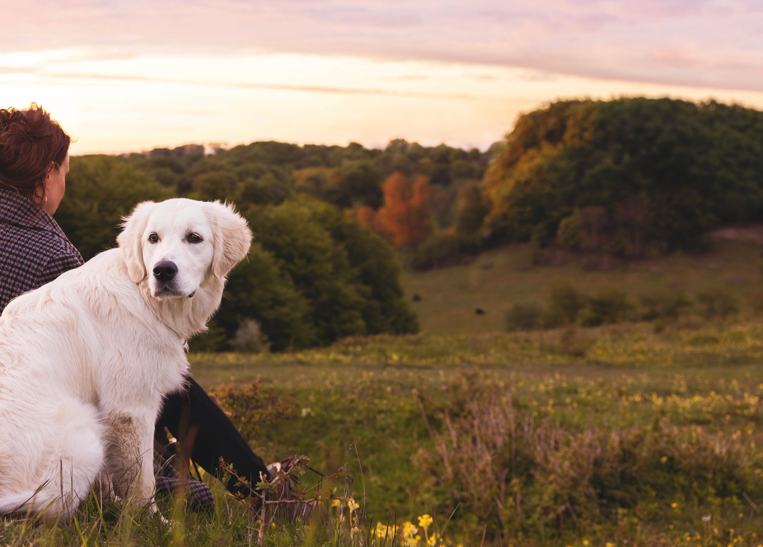Woman and white dog sitting in a field in sunrise