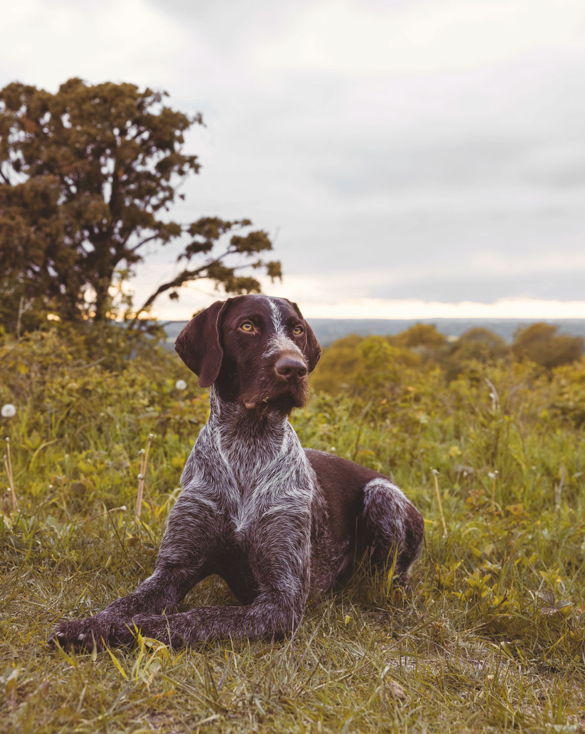 Dog laying on grass