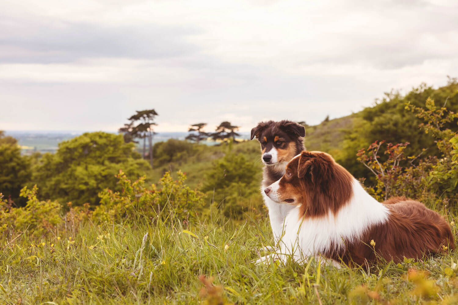 Two dogs on a field