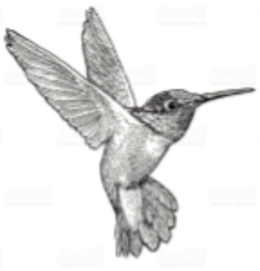 delicate and naturalistic gray scale drawing of a hummingbird hovering upright.
