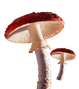 Amanita muscaria mushroom