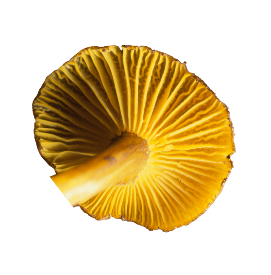 Yellow Fungi