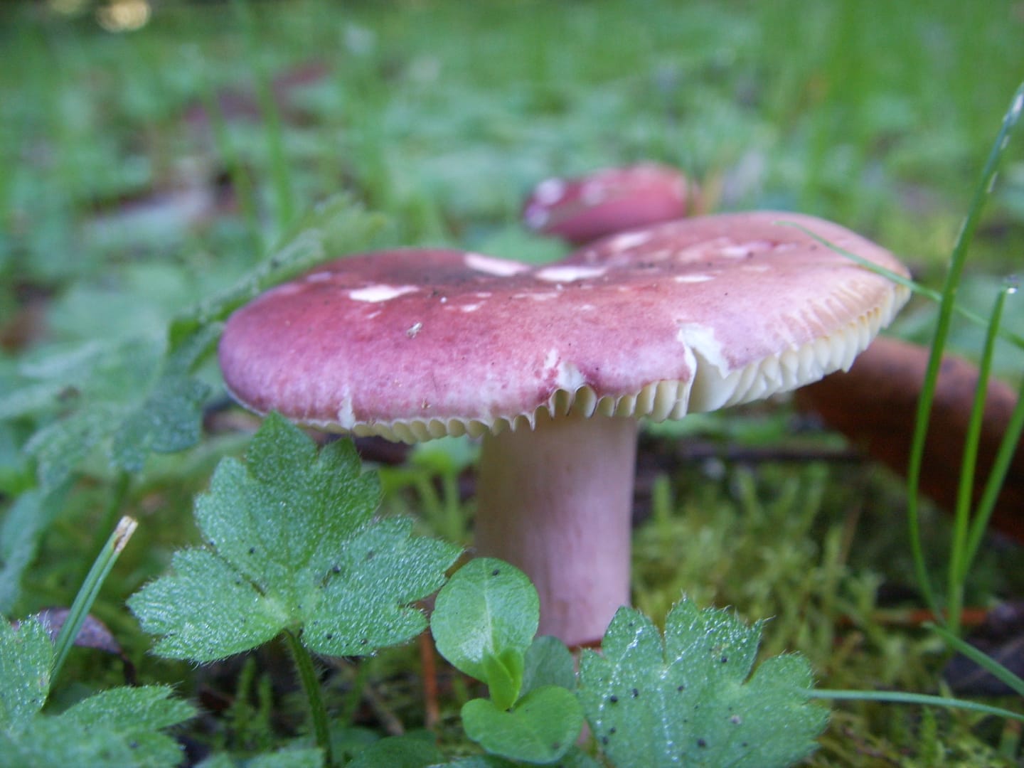Russula sardonia