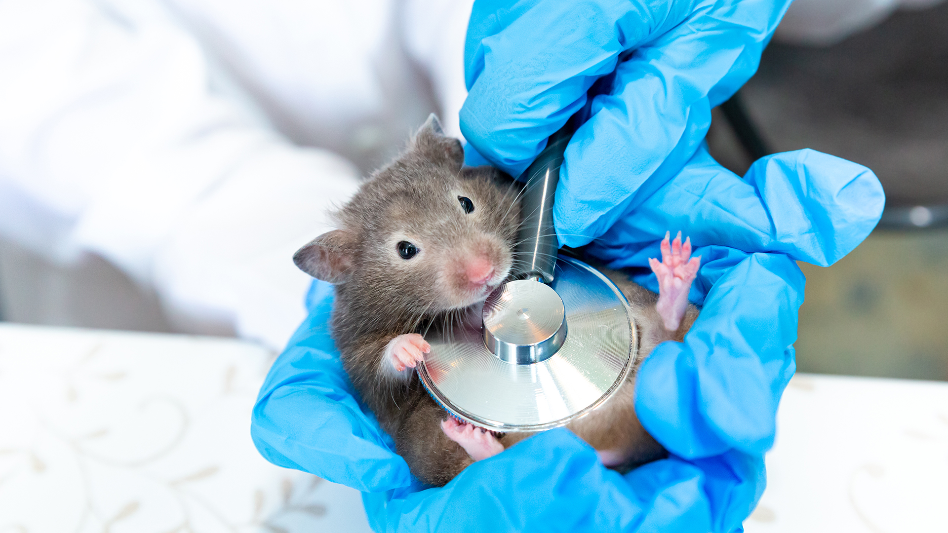 Mouse and Human Brain Cells in a Lab Dish Learn to Play Video Game Pong