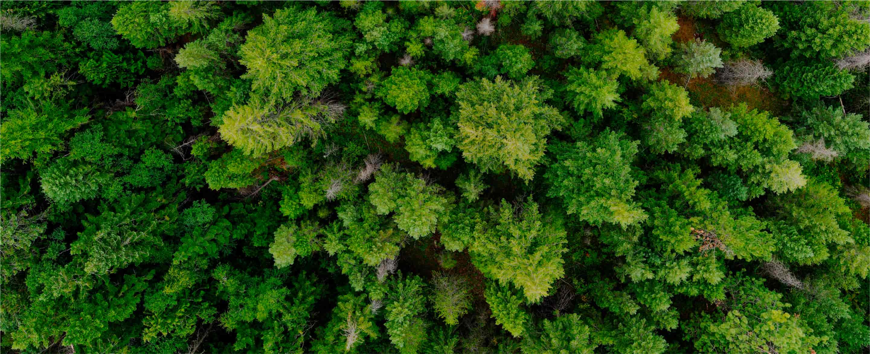 Creating Tomorrow S Forests Restoring Biodiversity By Creating