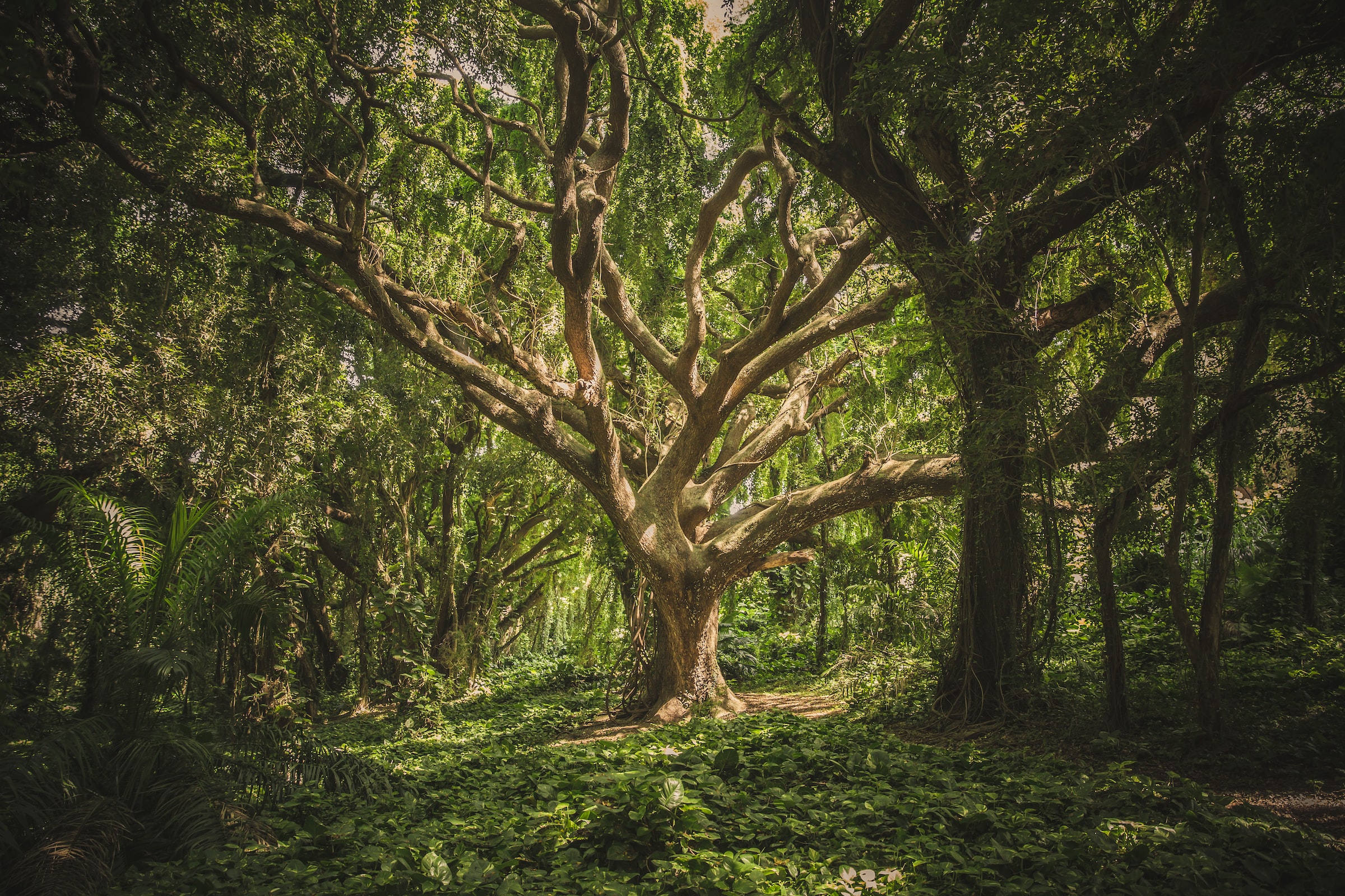 A tree with wide-reaching branches stands in a patch of sunlight in the woods.