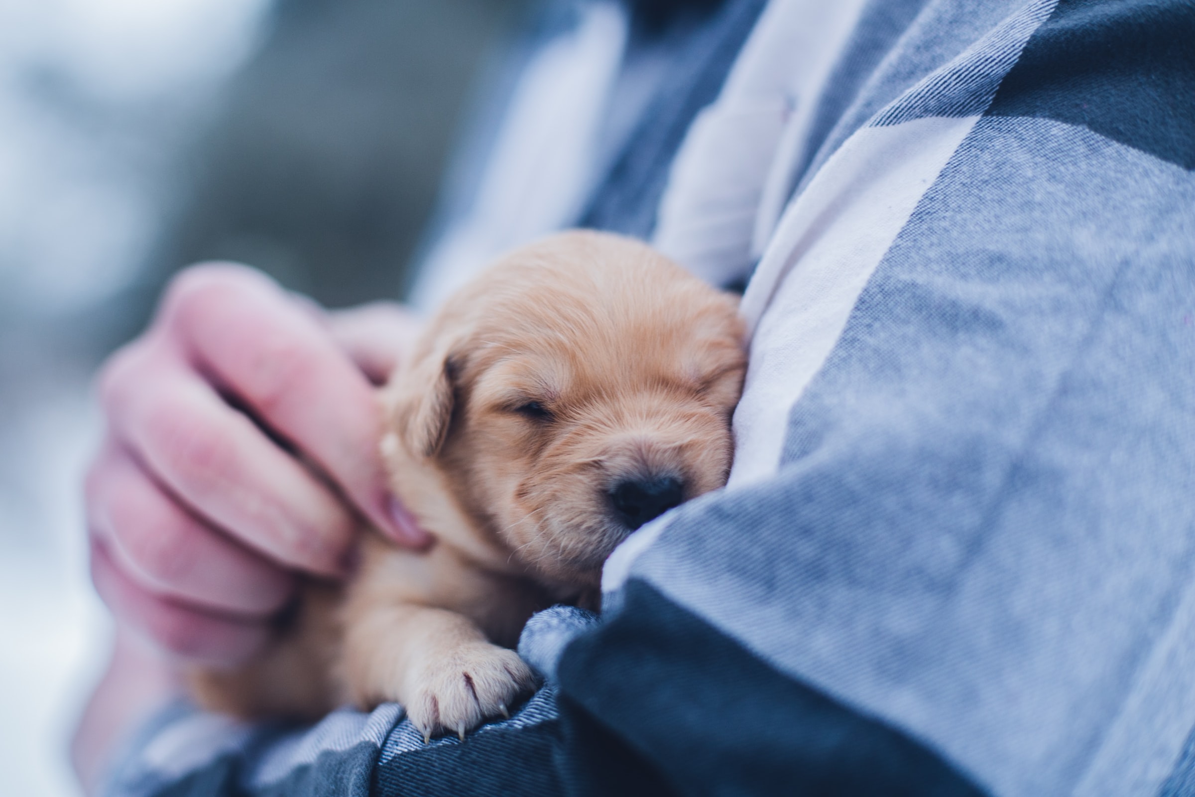 A tiny pups snuggles up in a person's arms.