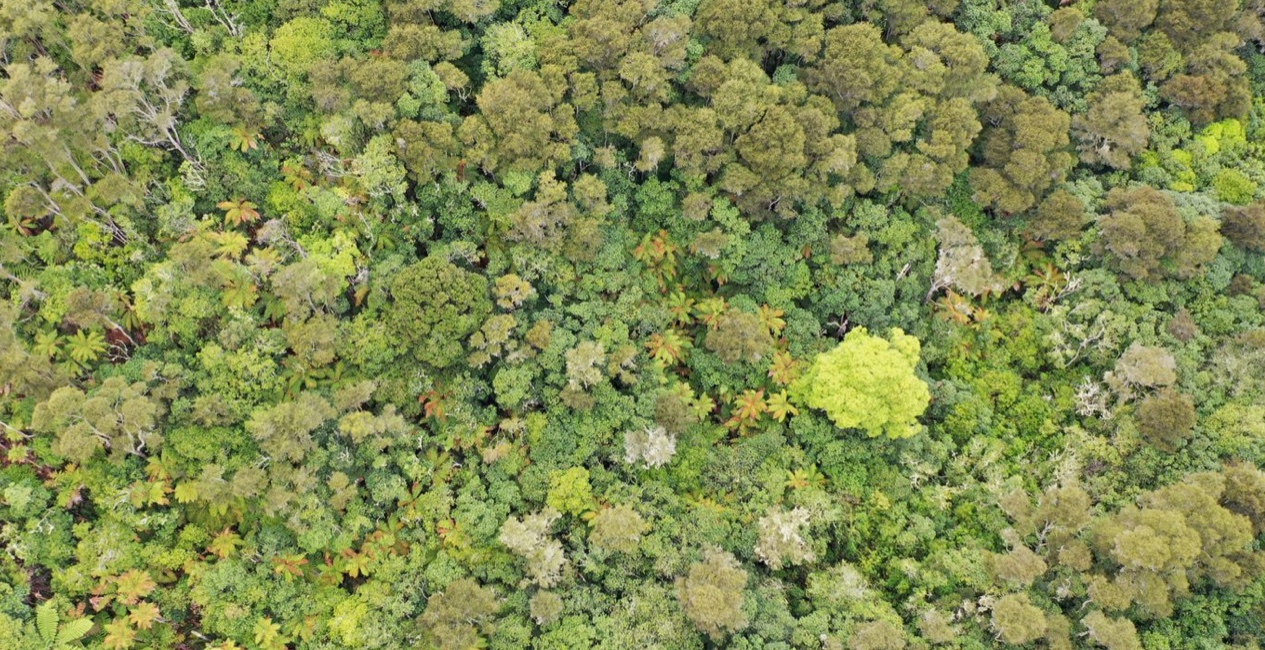 Wairakei Estate Environment, Innovation, Community