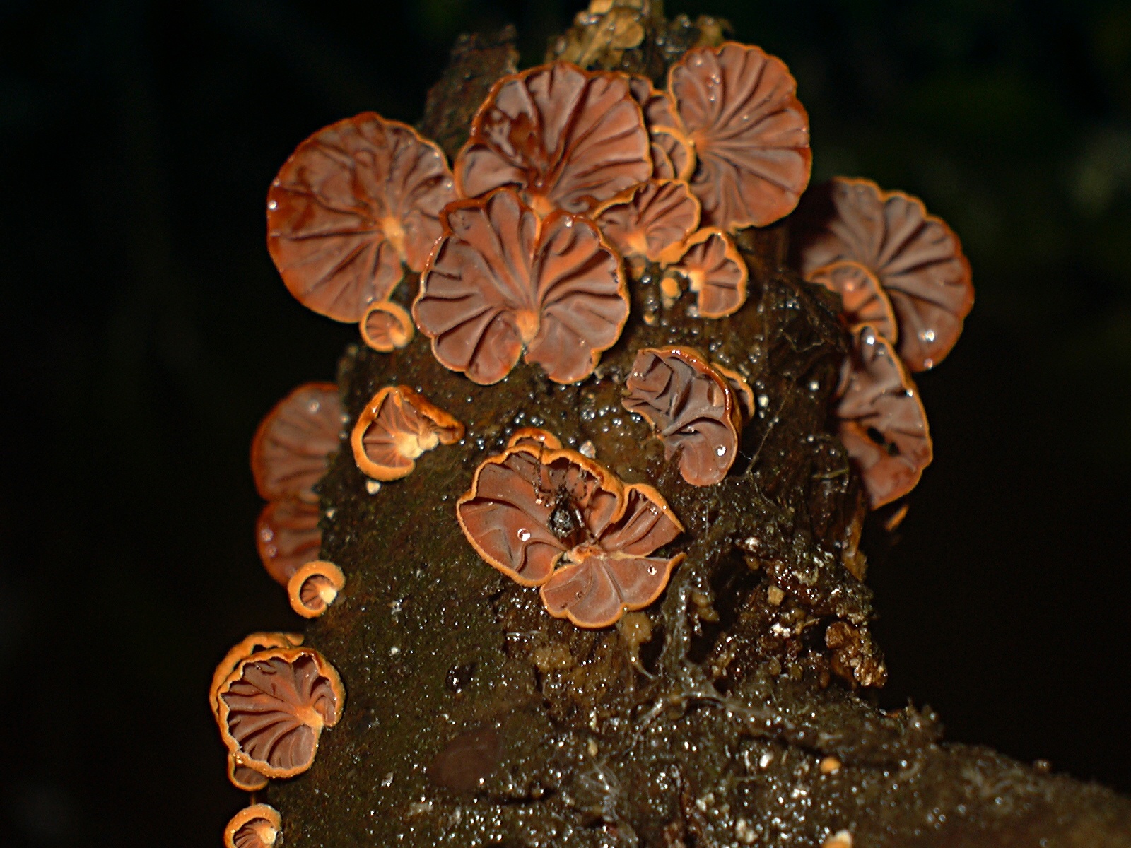 Anthracophyllum discolor