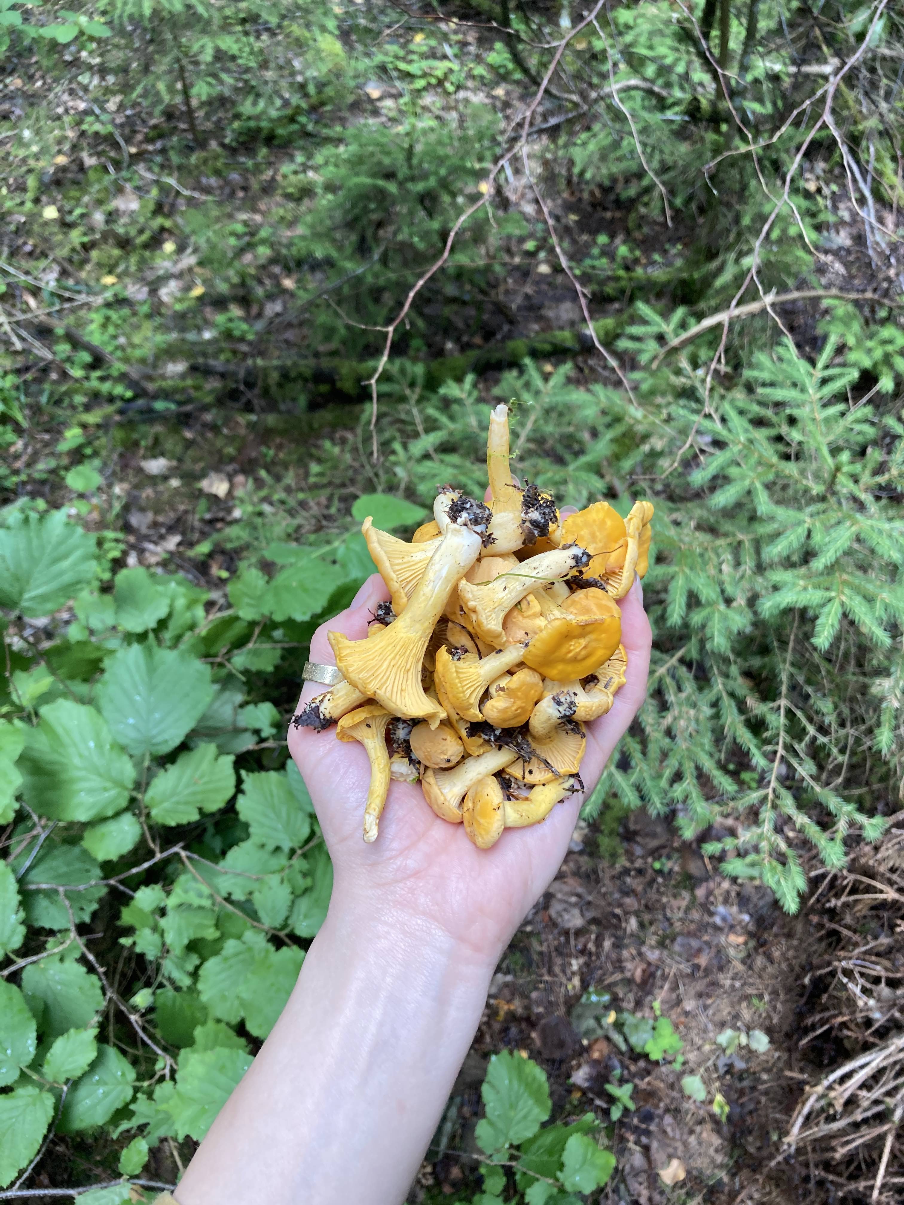 Chanterelles and Family Traditions Fungi Foundation Blog